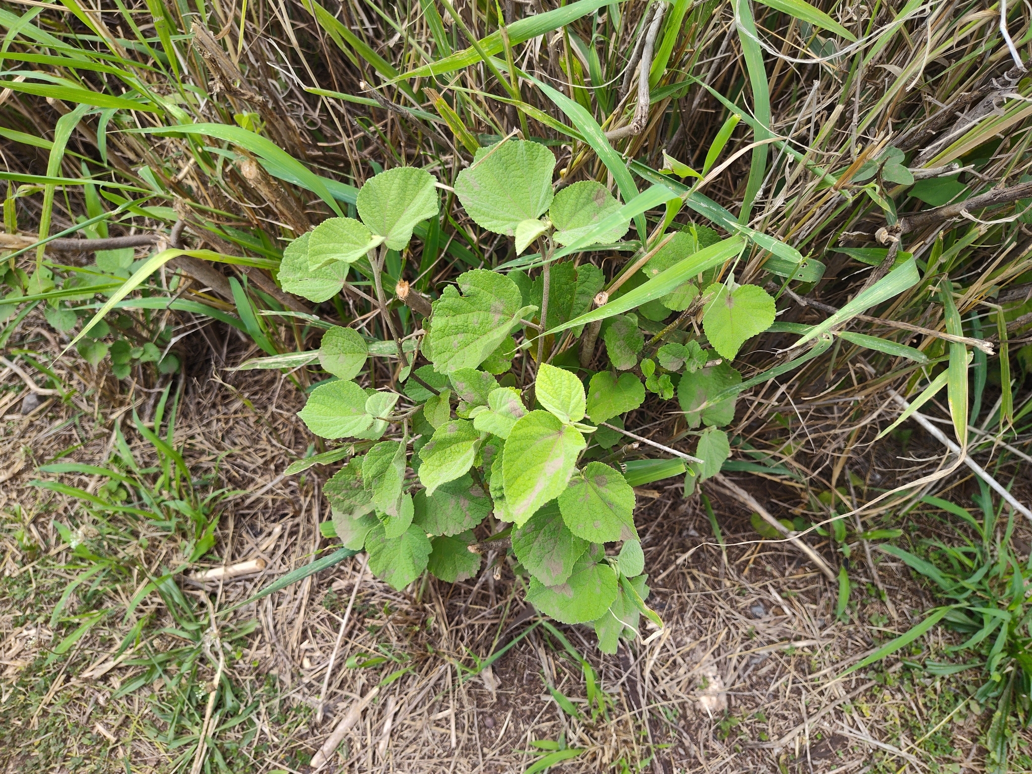 Imagem de Malva-branca