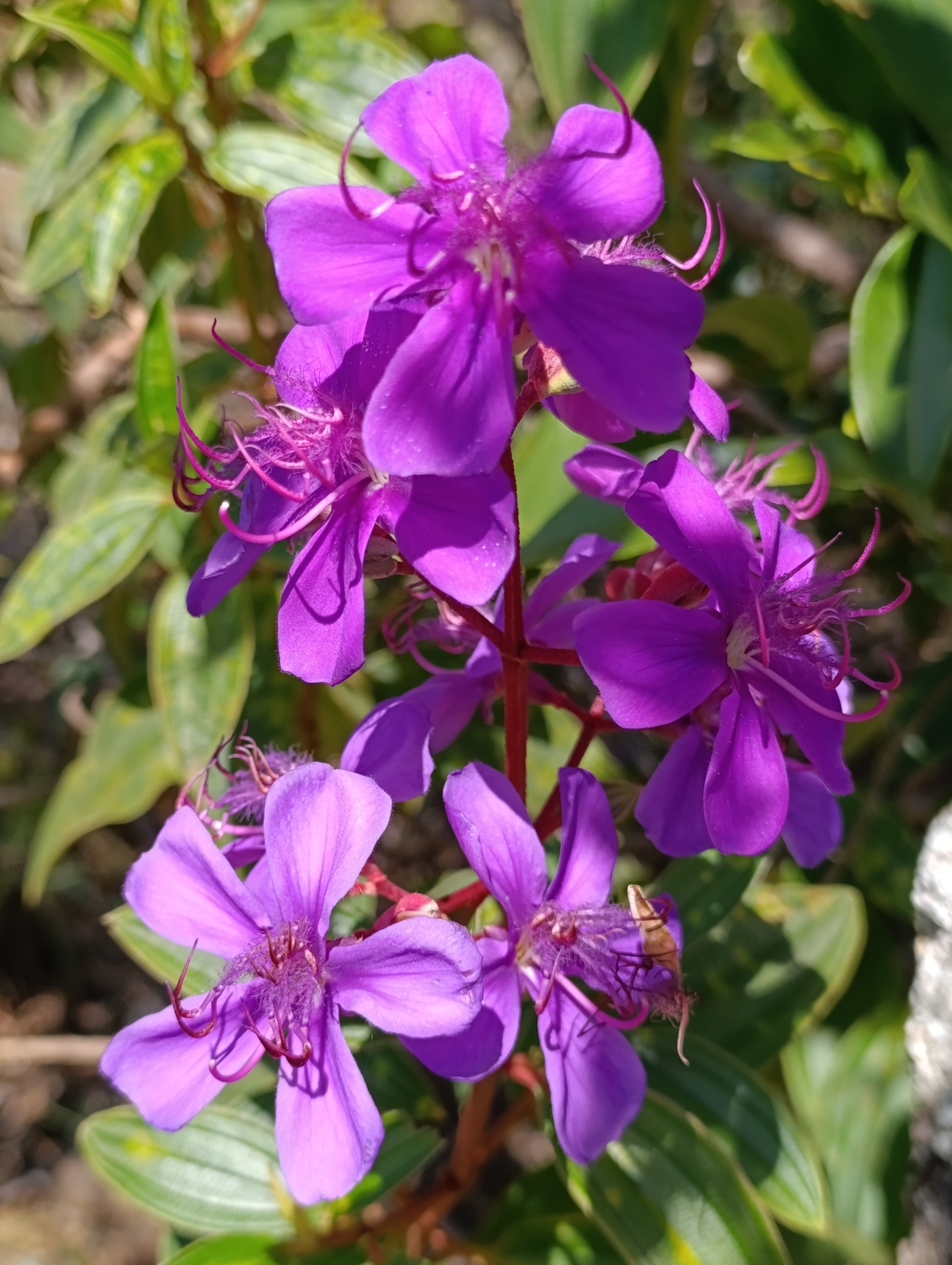 Pleroma granulosum