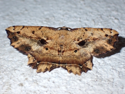 Polyacme dentata