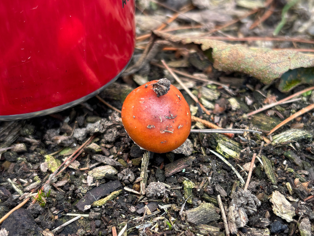 Leratiomyces ceres · April 2025 · photo: © conehead_nz (iNaturalist, cc-by)