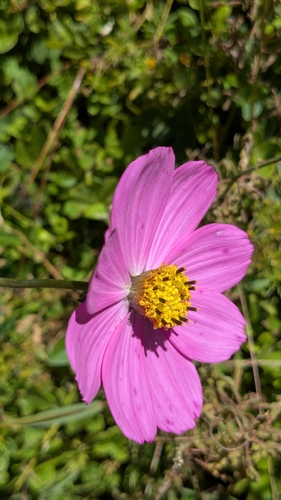 Cosmos peucedanifolius (Cosmos peucedanifolius)