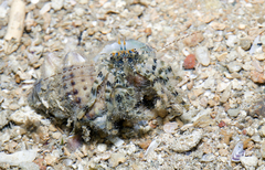 Pseudopaguristes monoporus