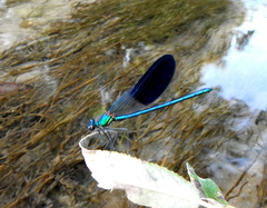 Calopteryx xanthostoma