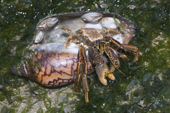 Clibanarius infraspinatus