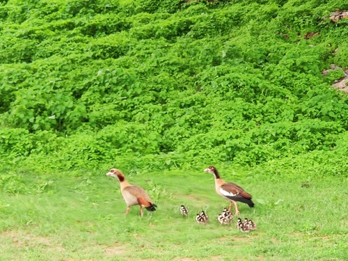 Egyptian Goose