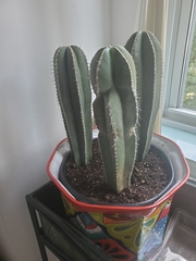 Lophocereus