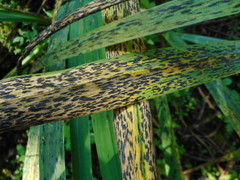Ectostroma iridis