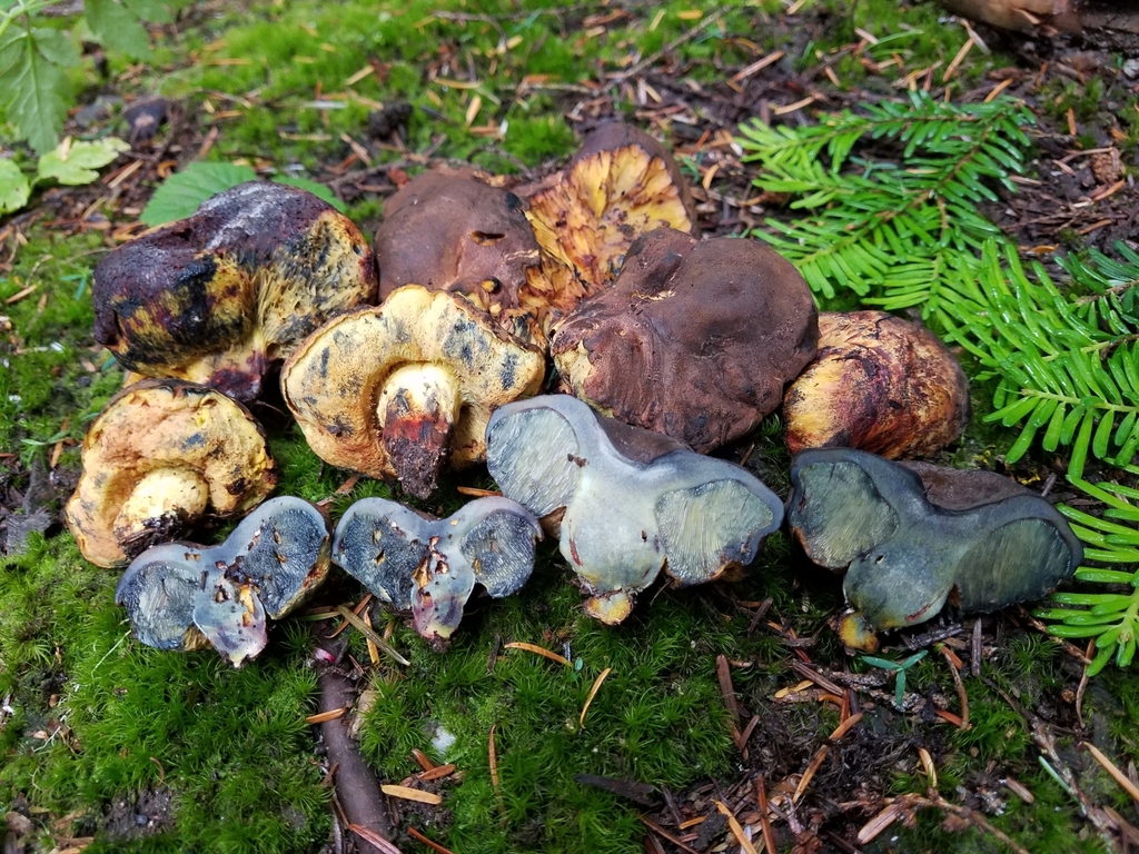 Gastroboletus turbinatus