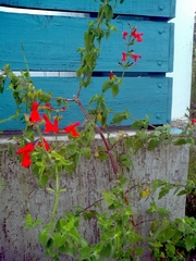 Salvia gesneriiflora