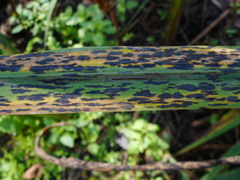 Ectostroma iridis
