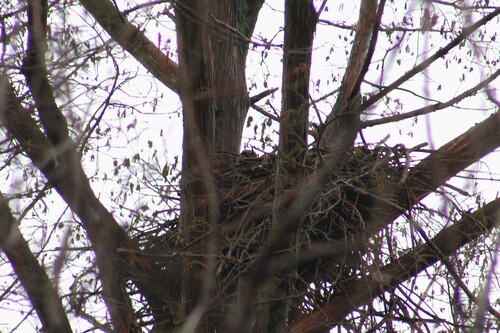 Great Horned Owl photographed in Tennessee
