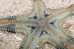 Astropecten indicus