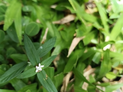 Spermacoce remota observed 2025-04-12