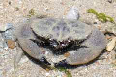 Menippidae