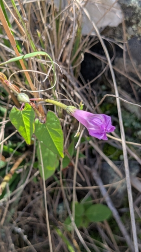 Image of Ipomoea dumetorum by no rights reserved