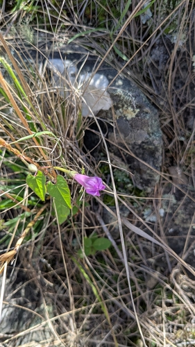 Ipomoea dumetorum, photograph 5