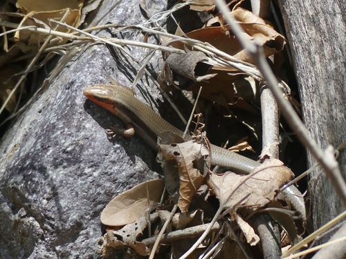 Mountain Skink, Plestiodon callicephalus