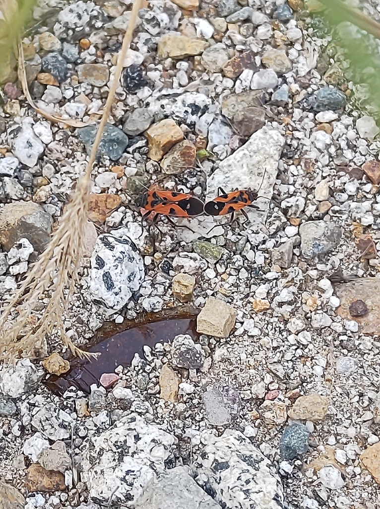 Lygaeus peruvianus