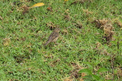 Anthus nilghiriensis