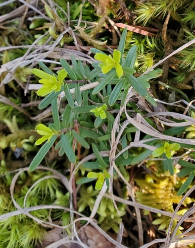 Canby's mountain-lover (Paxistima canbyi)