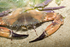 Charybdis hellerii