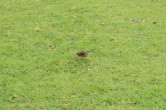 Anthus nilghiriensis