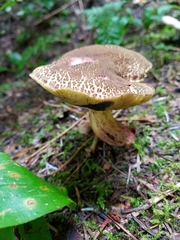 Xerocomellus rainisiae