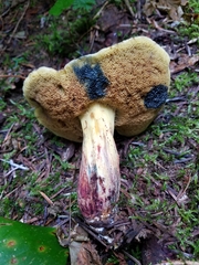 Xerocomellus rainisiae