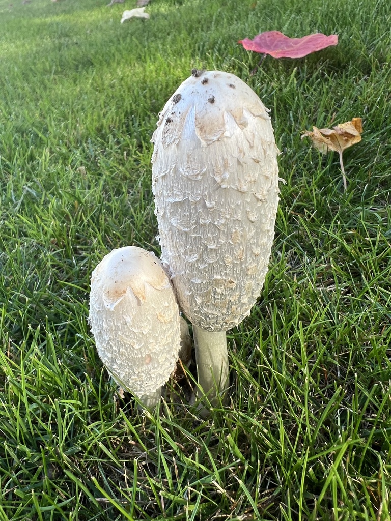 Coprinus comatus · April 2025 · photo: © slick_stan (iNaturalist, cc0)