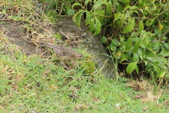 Anthus nilghiriensis