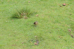 Anthus nilghiriensis