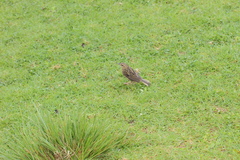 Anthus nilghiriensis