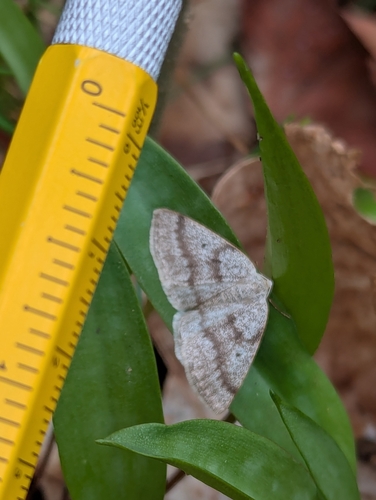 Gray Spring Moth