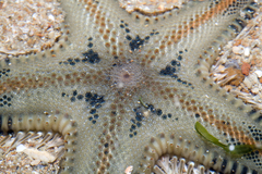 Astropecten indicus