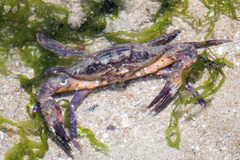 Charybdis hellerii