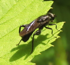 Chalcosyrphus chalybeus