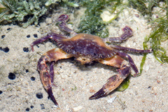 Charybdis hellerii