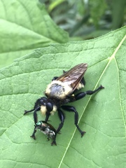 Laphria grossa