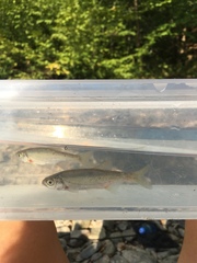 Alburnoides bipunctatus