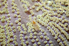 Periclimenes obscurus