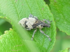 Bothynoderes affinis