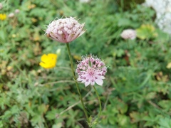 Astrantia trifida