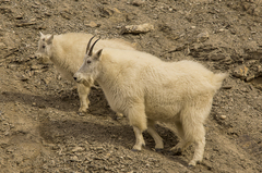 Mountain Goat photo 5