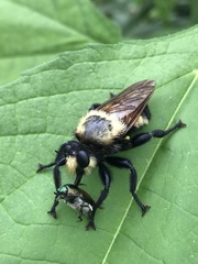 Laphria grossa