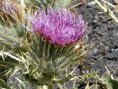 Cirsium macrocephalum