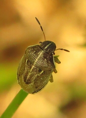 Neottiglossa undata