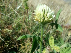 Trifolium trichocephalum