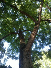 Styphnolobium japonicum