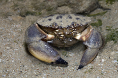 Menippidae