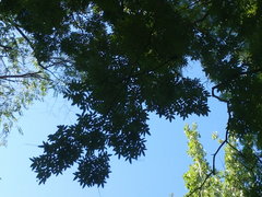 Styphnolobium japonicum